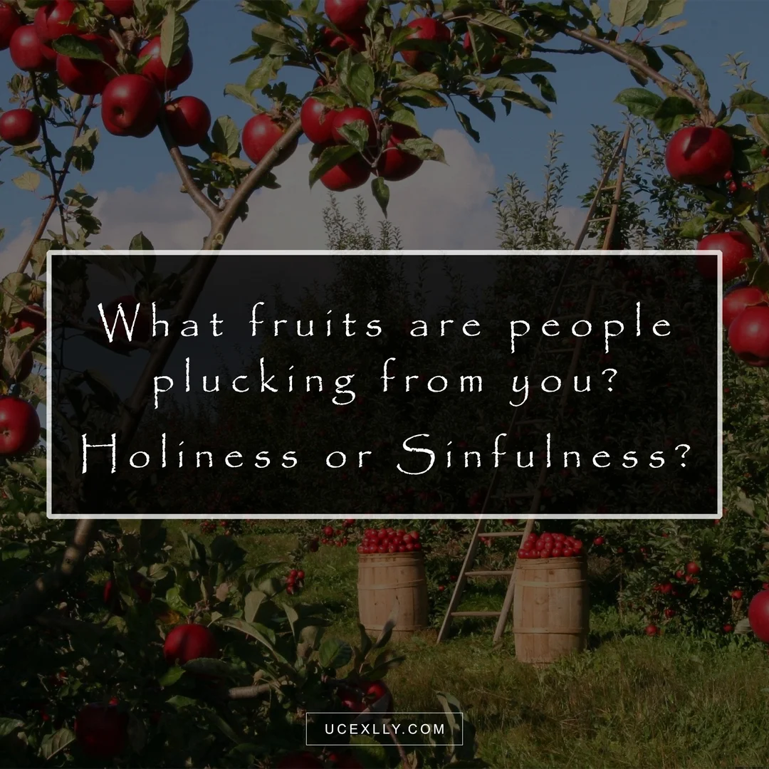 What fruits are people plucking from you?